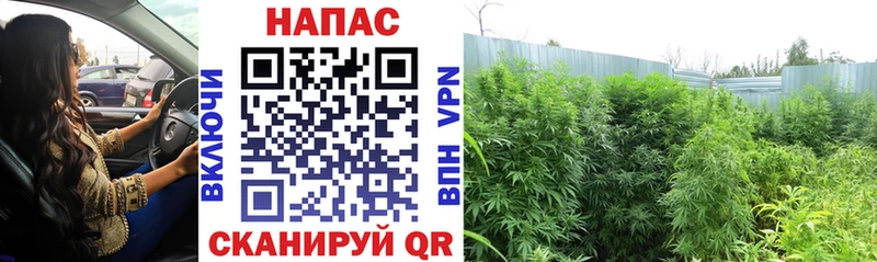 Конопля планчик Заозёрный